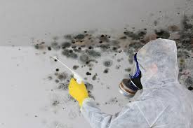 Why You Should Choose Our Mold Remediation Services in New Hackensack, NY